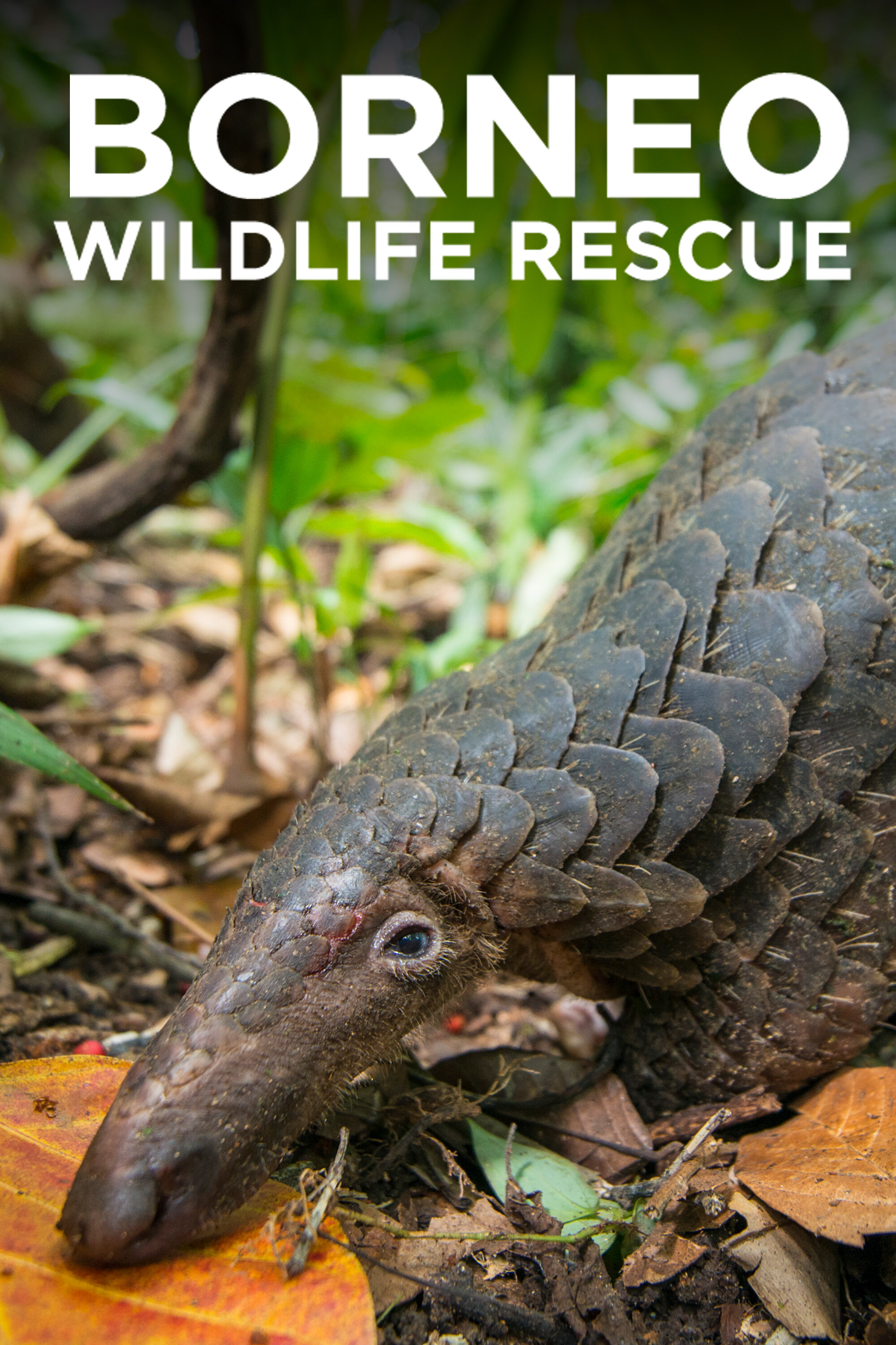 Borneo Wildlife Rescue ne zaman