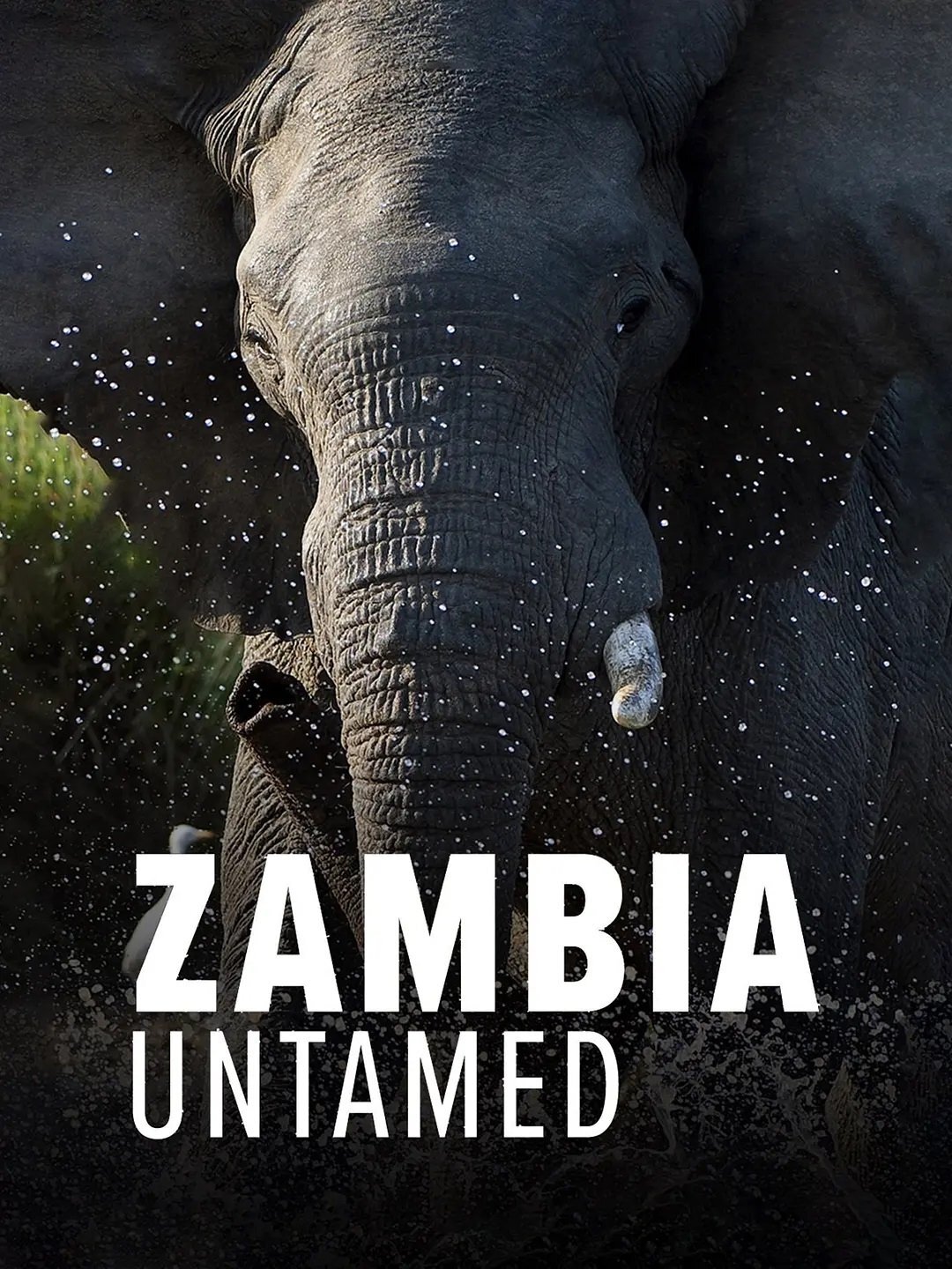 Zambia Untamed ne zaman