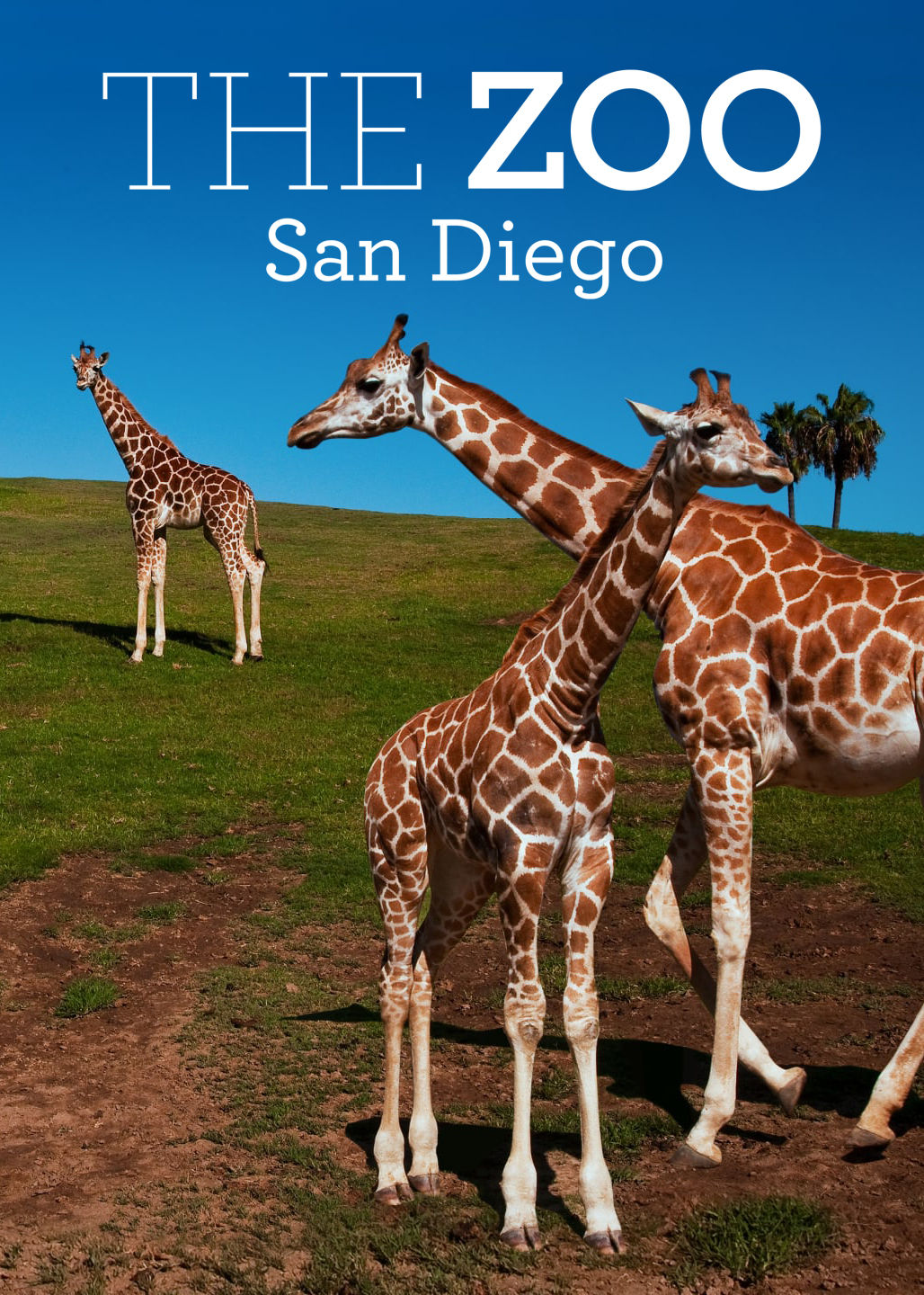 The Zoo: San Diego ne zaman