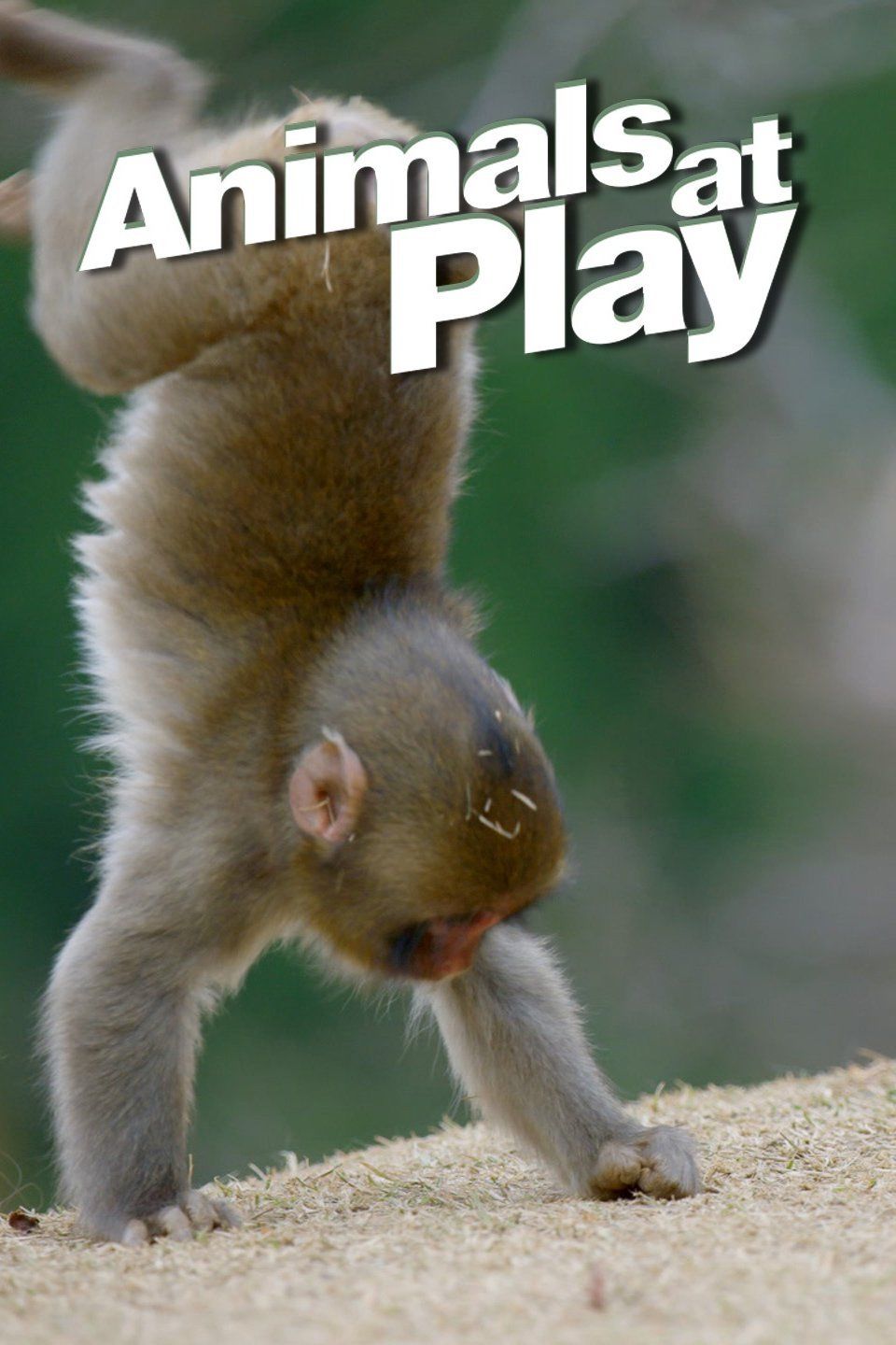 Animals at Play ne zaman