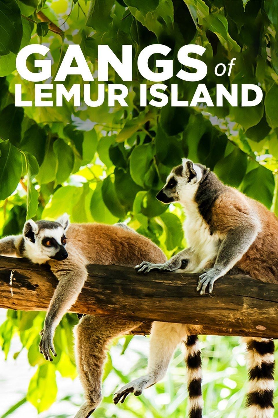 Gangs of Lemur Island ne zaman