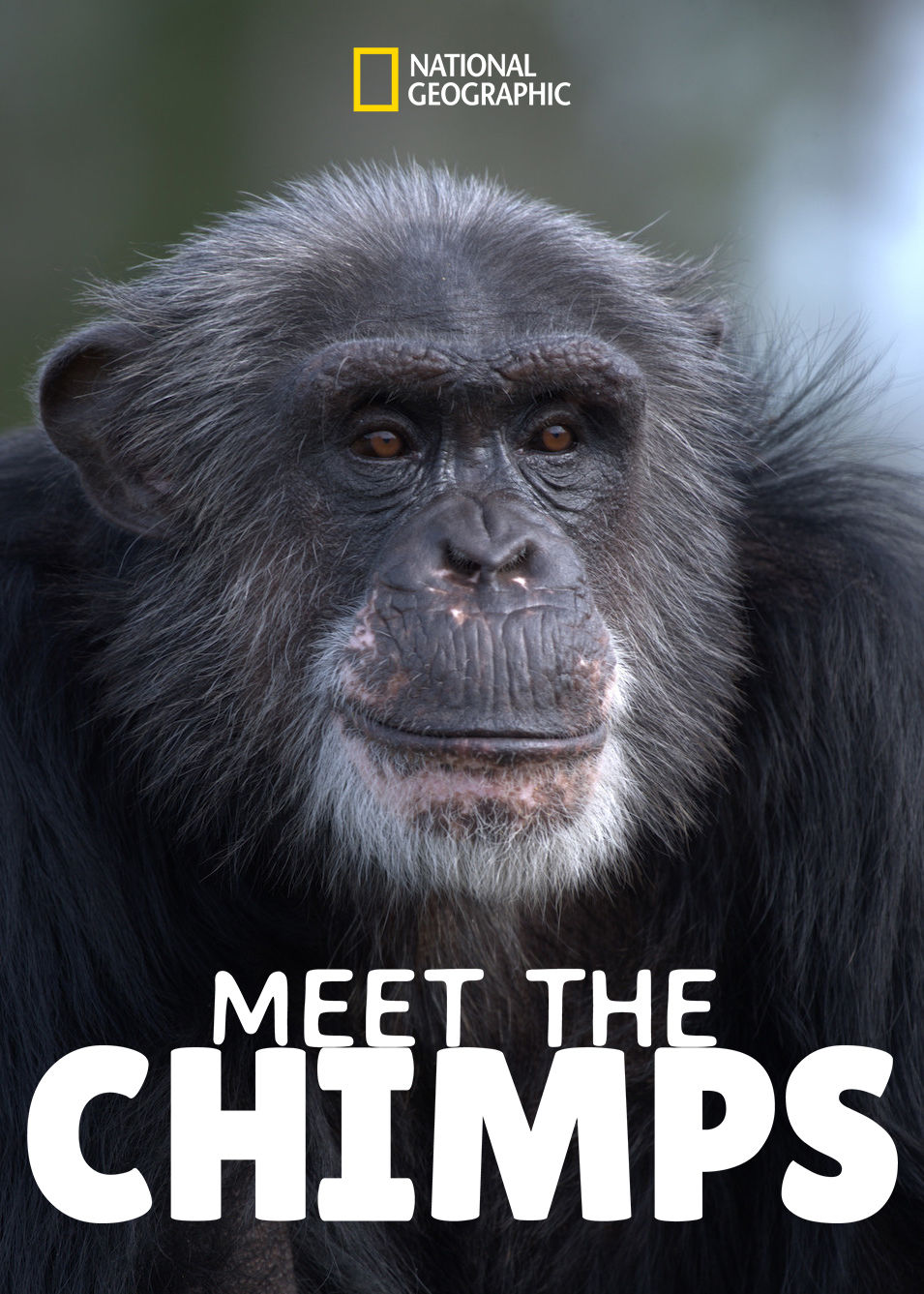 Meet the Chimps ne zaman