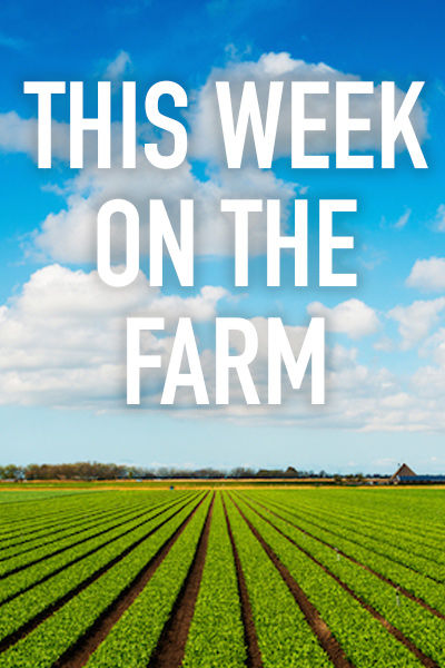 This Week on the Farm ne zaman