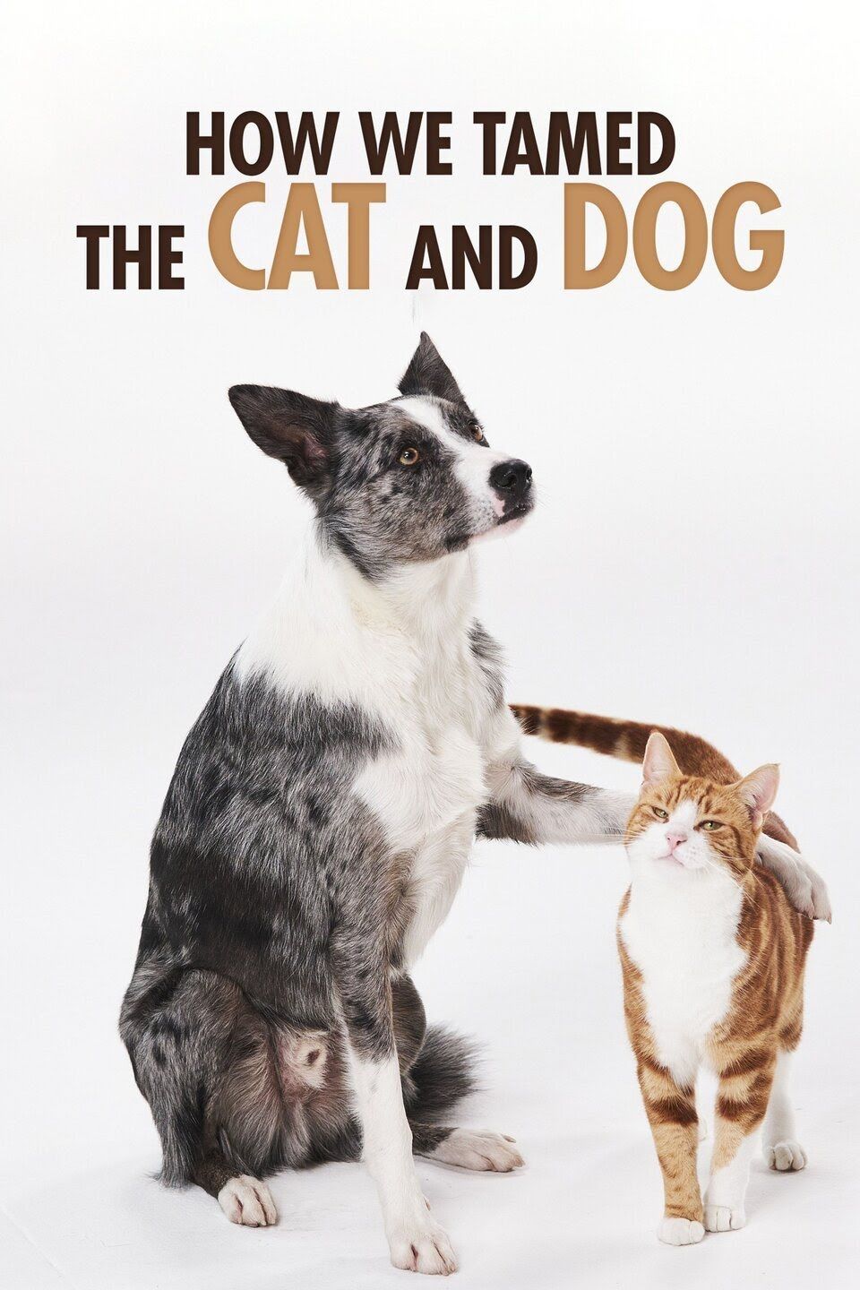 How We Tamed the Cat and Dog ne zaman