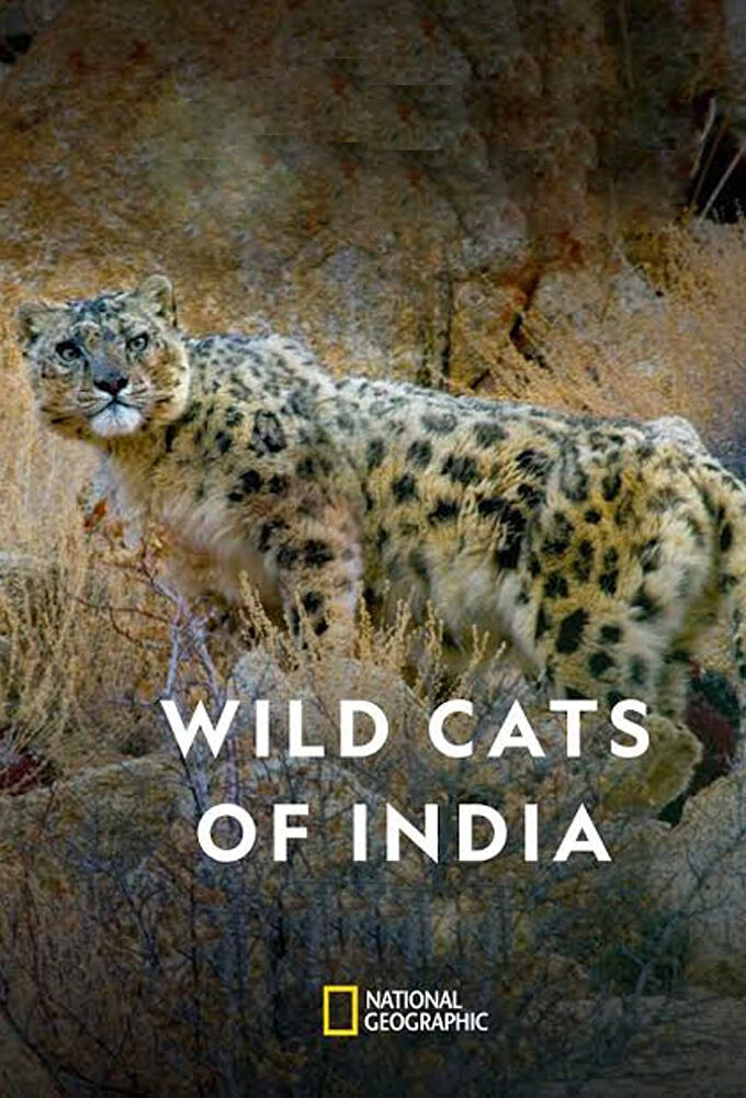 Wild Cats of India ne zaman