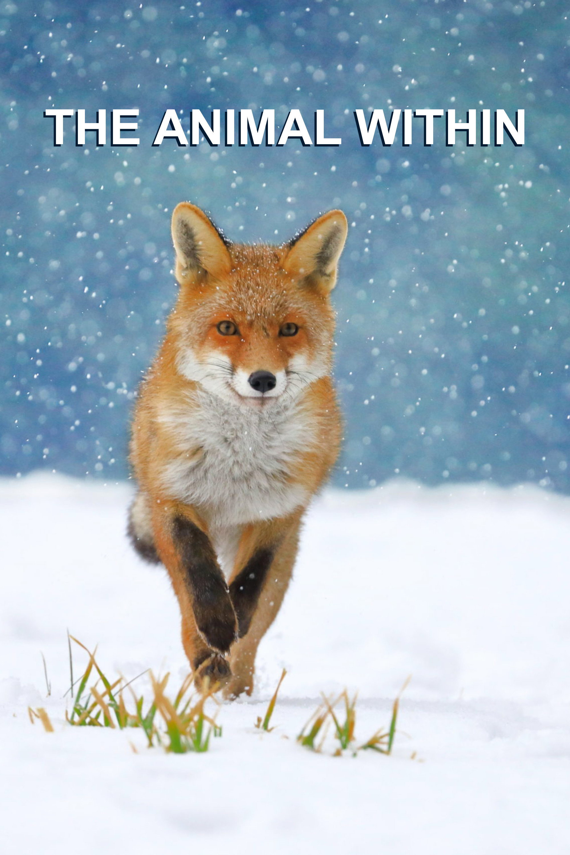 The Animal Within ne zaman