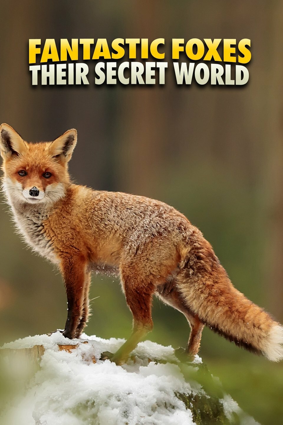 Fantastic Foxes: Their Secret World ne zaman