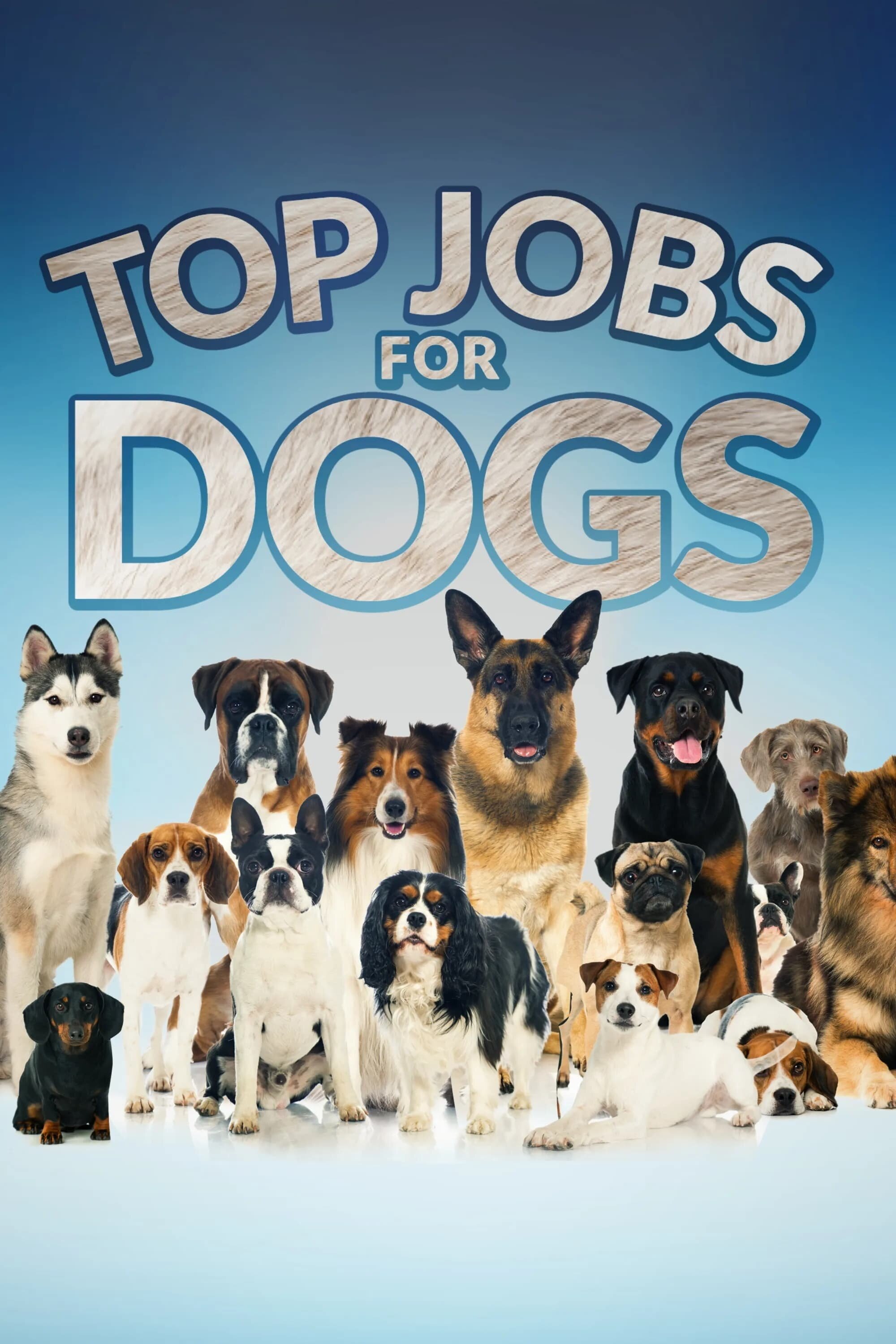 Top Jobs for Dogs ne zaman