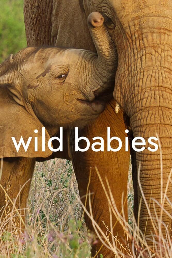 Wild Babies ne zaman