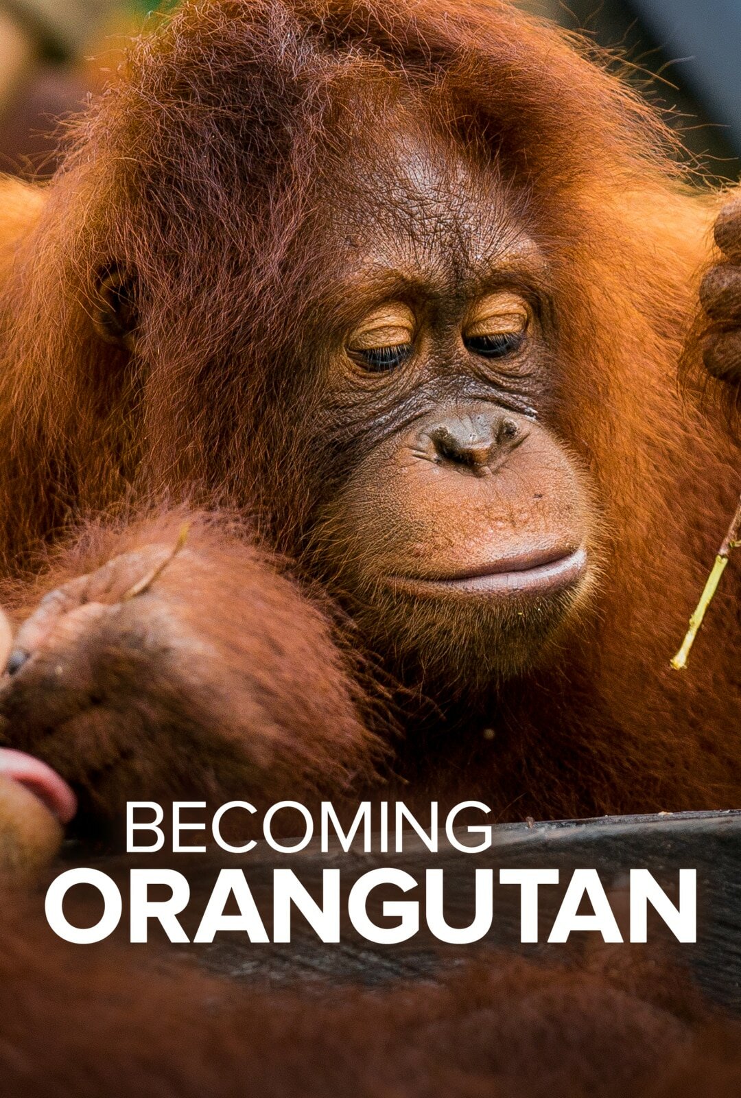 Becoming Orangutan ne zaman