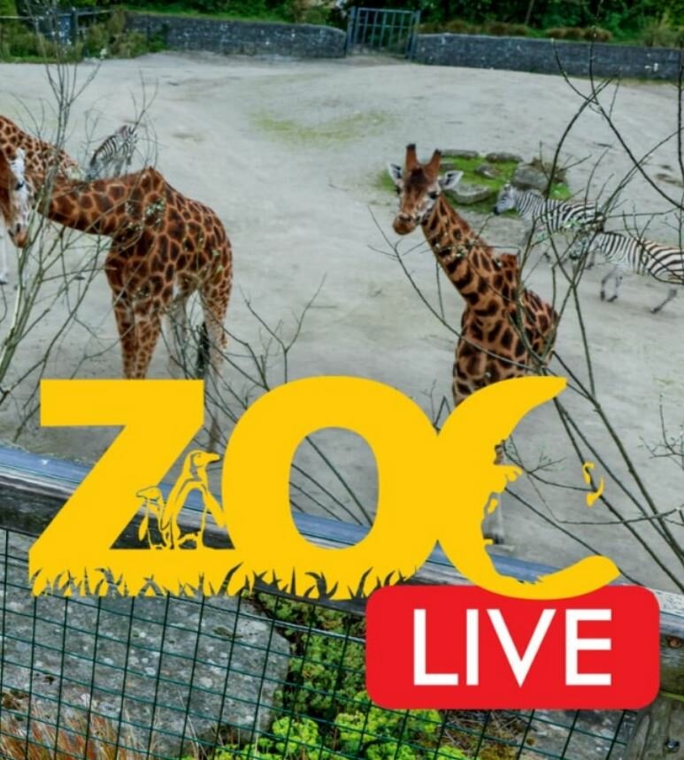 Zoo Live ne zaman
