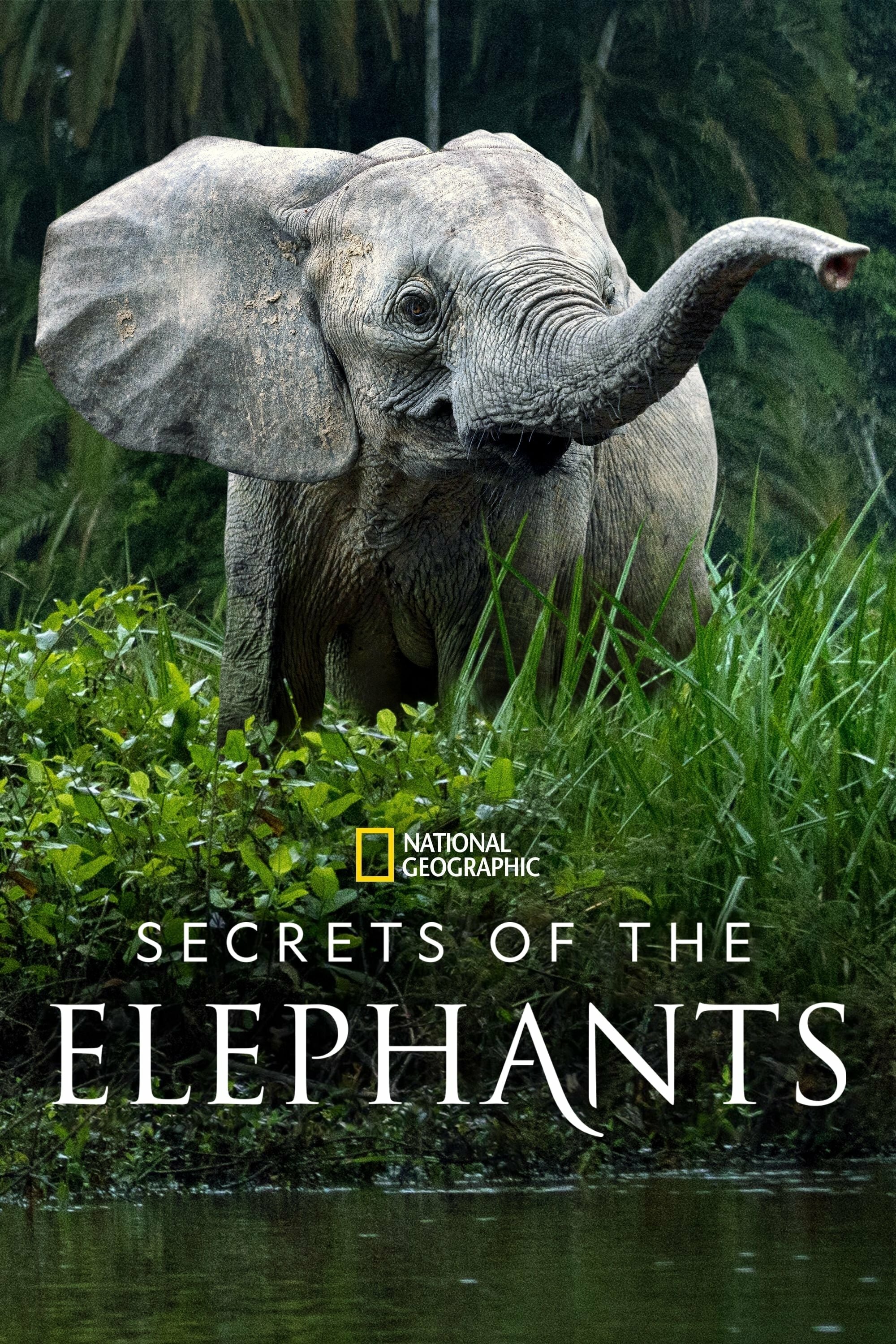 Secrets of the Elephants ne zaman