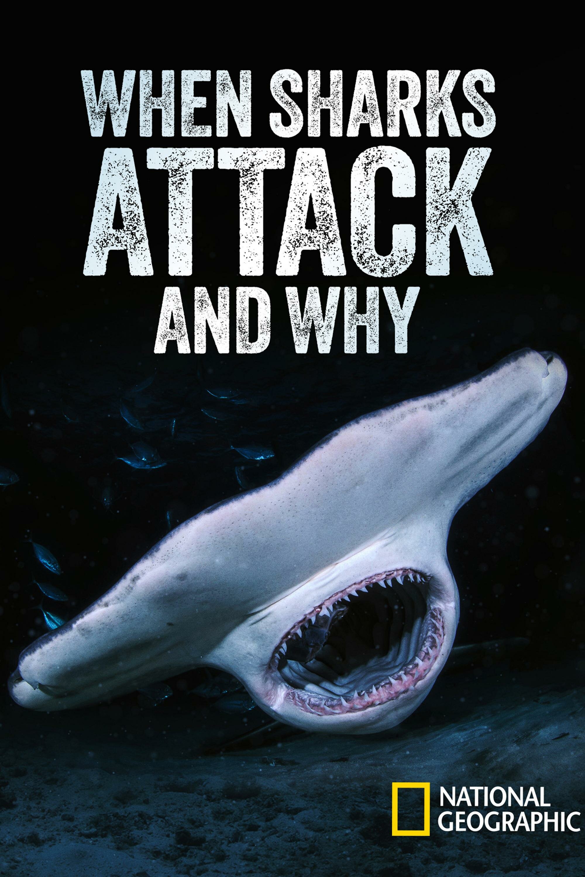 When Sharks Attack... And Why ne zaman
