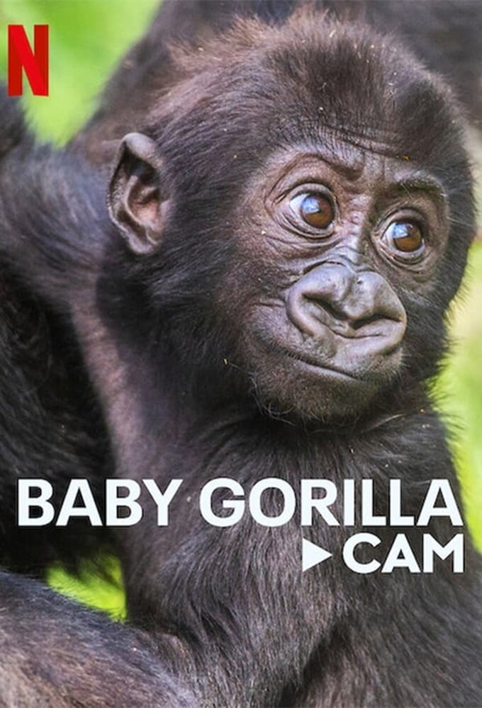 Baby Gorilla Cam ne zaman