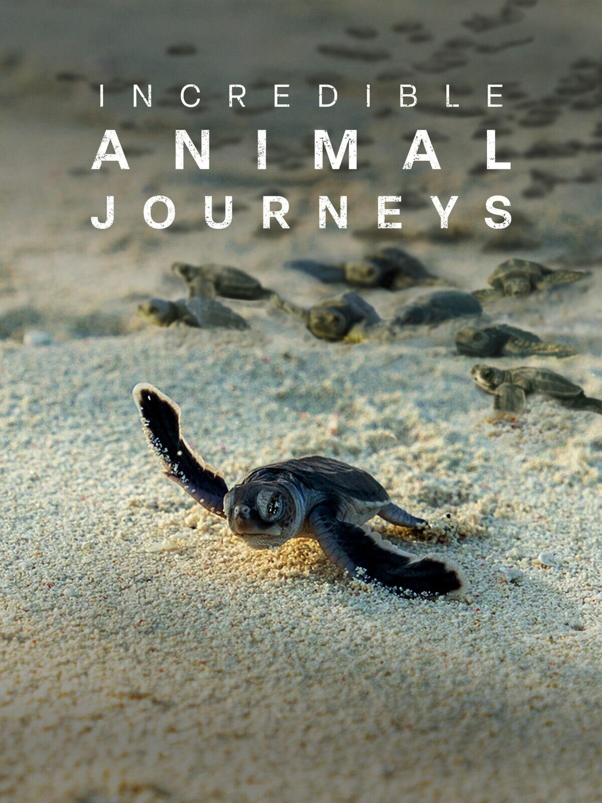 Incredible Animal Journeys ne zaman