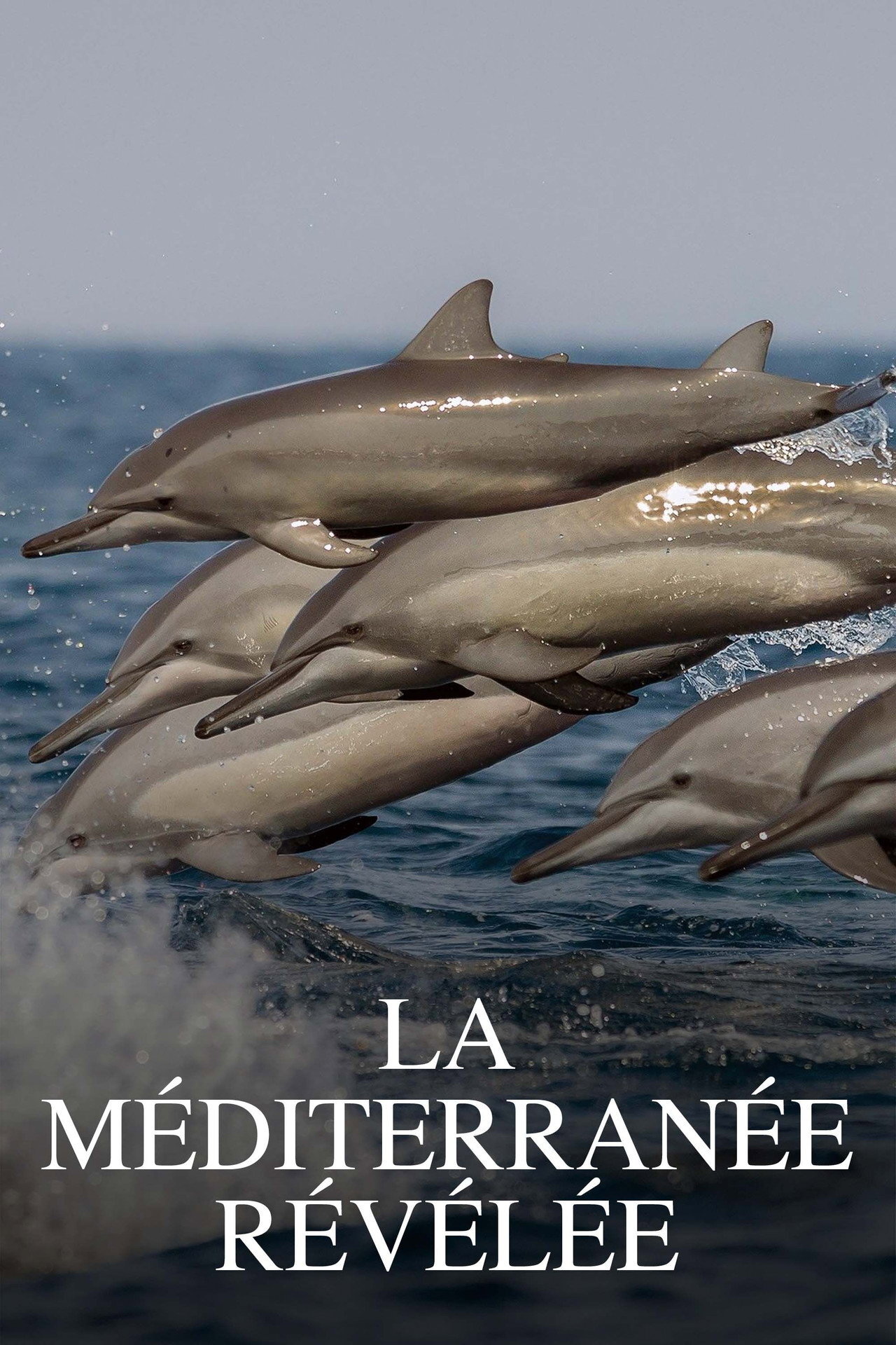 La Méditerranée révélée ne zaman