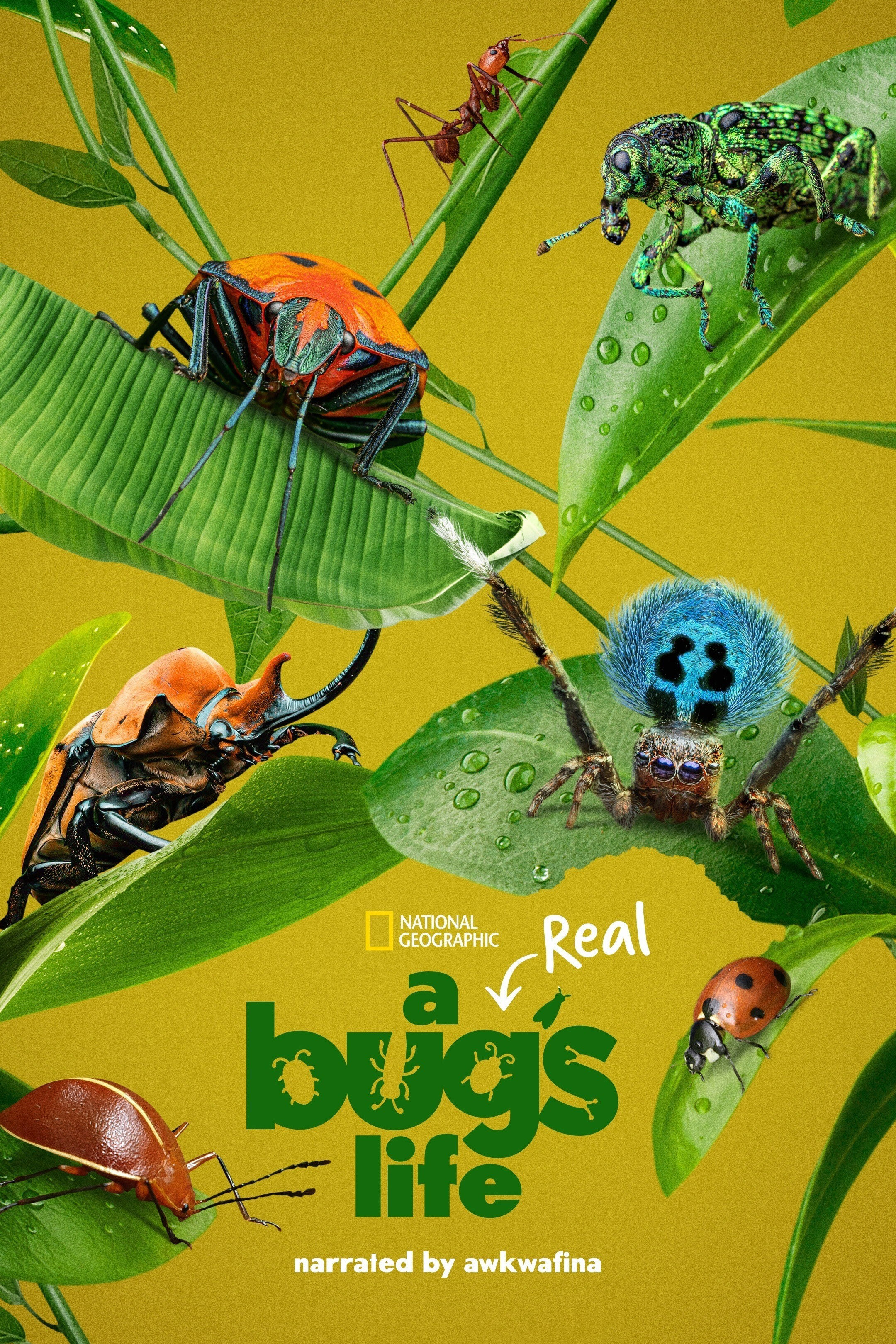 A Real Bug's Life ne zaman