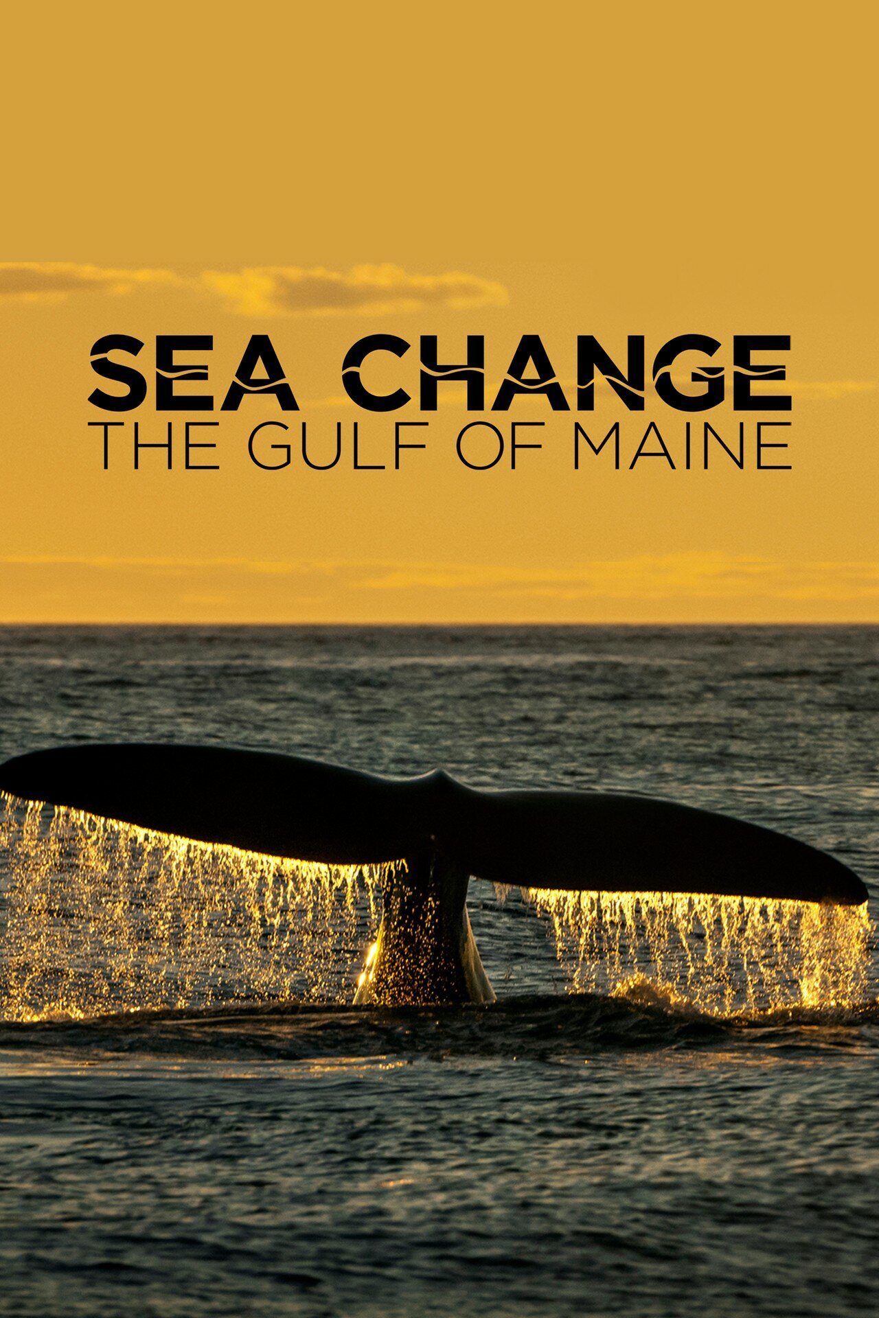 Sea Change: The Gulf of Maine, a NOVA Special Presentation ne zaman