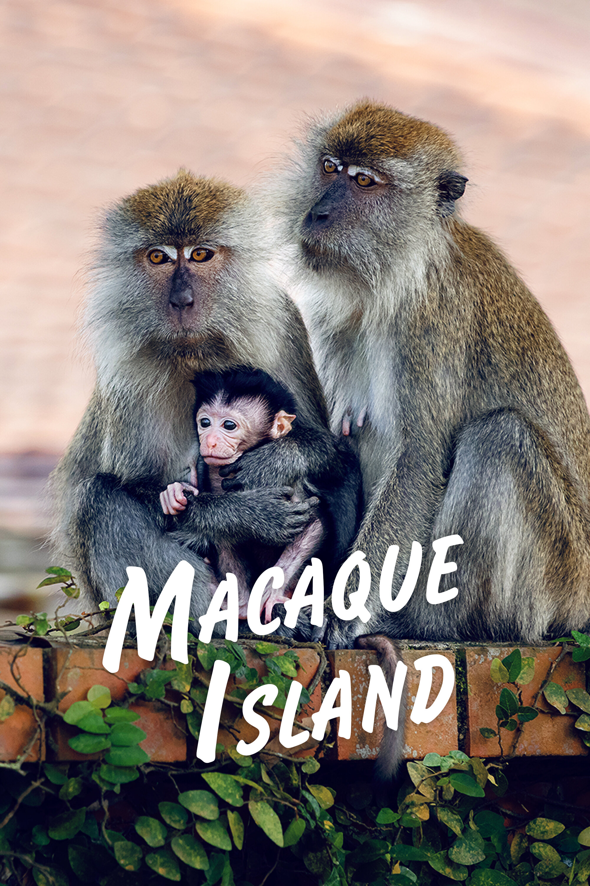 Macaque Island ne zaman