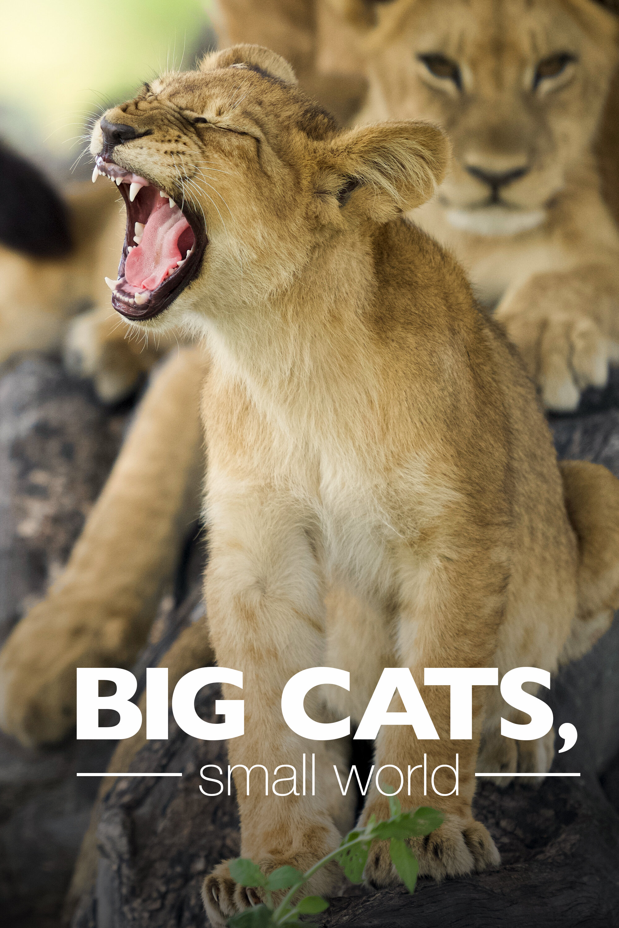 Big Cats, Small World ne zaman