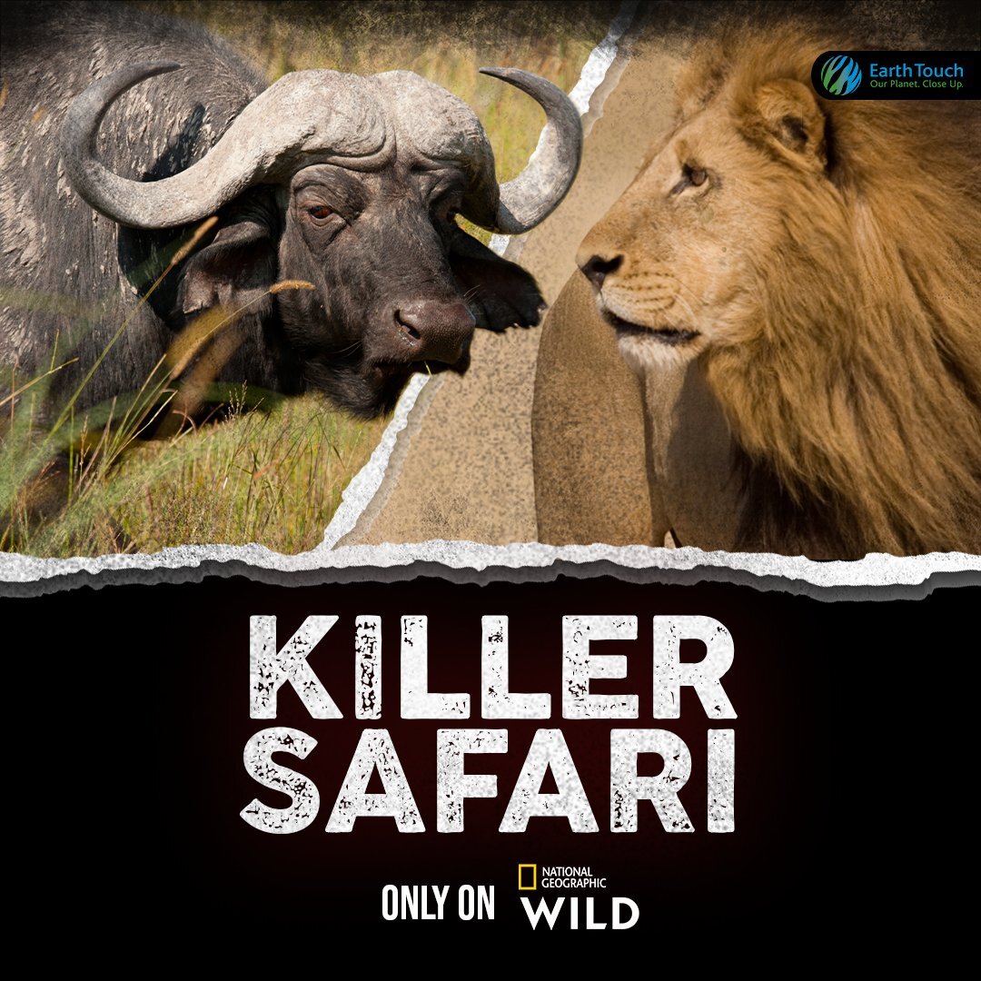 Killer Safari ne zaman