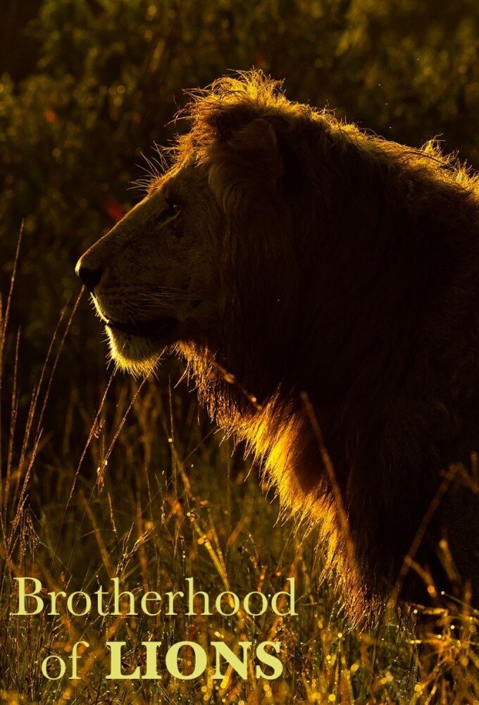 Brotherhood of Lions ne zaman