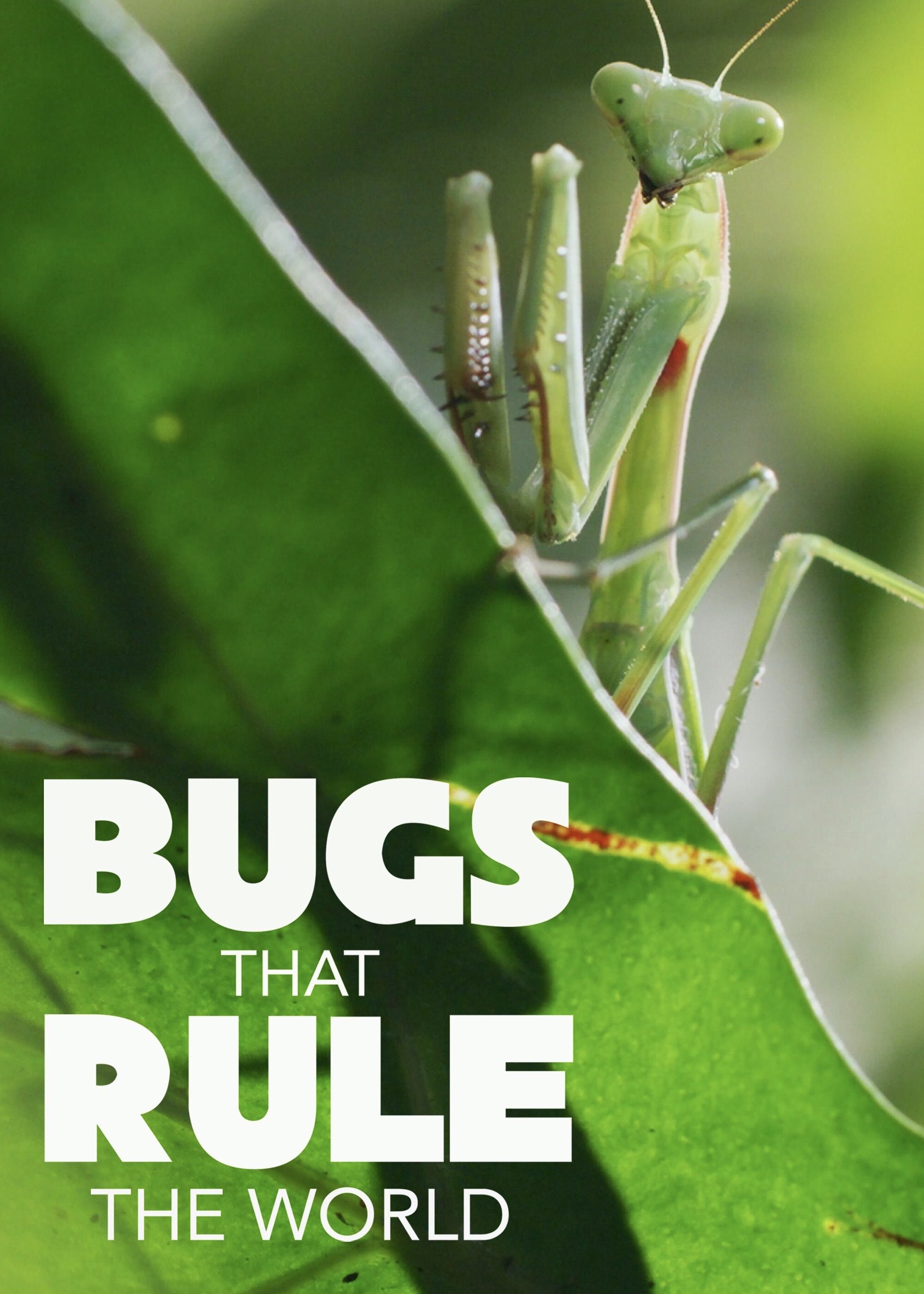 Bugs that Rule the World ne zaman