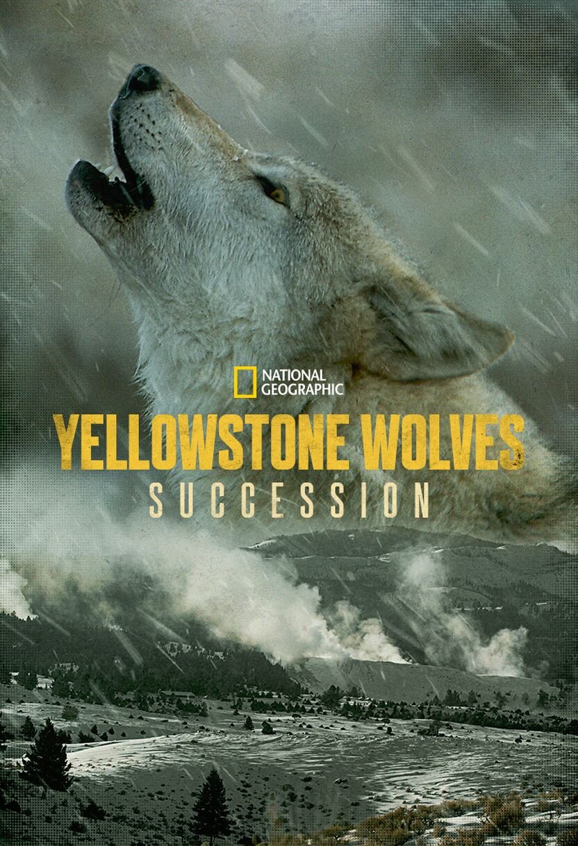 Yellowstone Wolves: Succession ne zaman