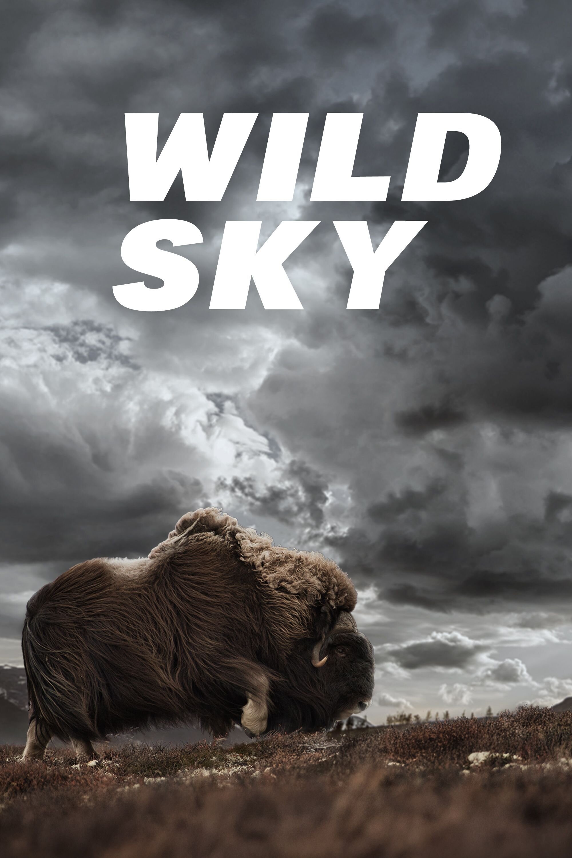 Wild Sky ne zaman