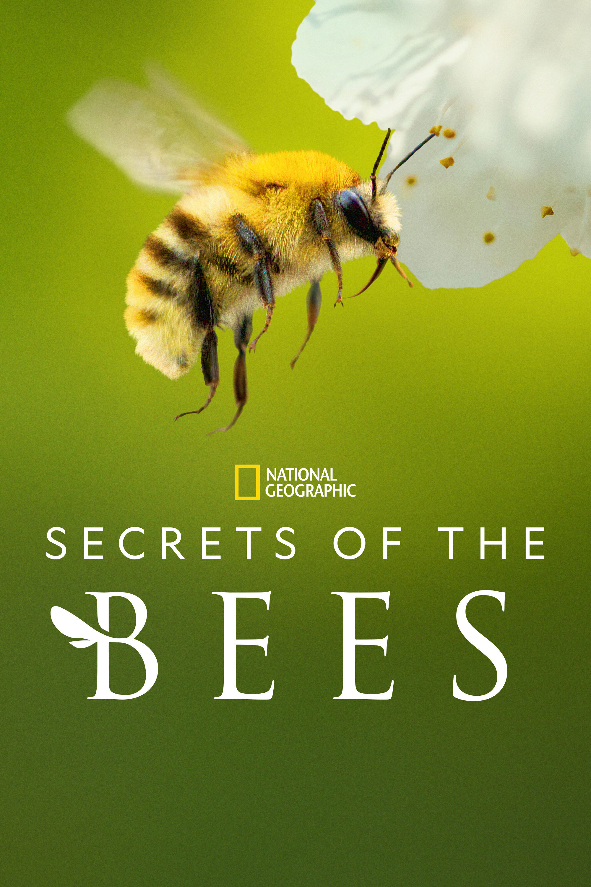 Secrets of the Bees ne zaman