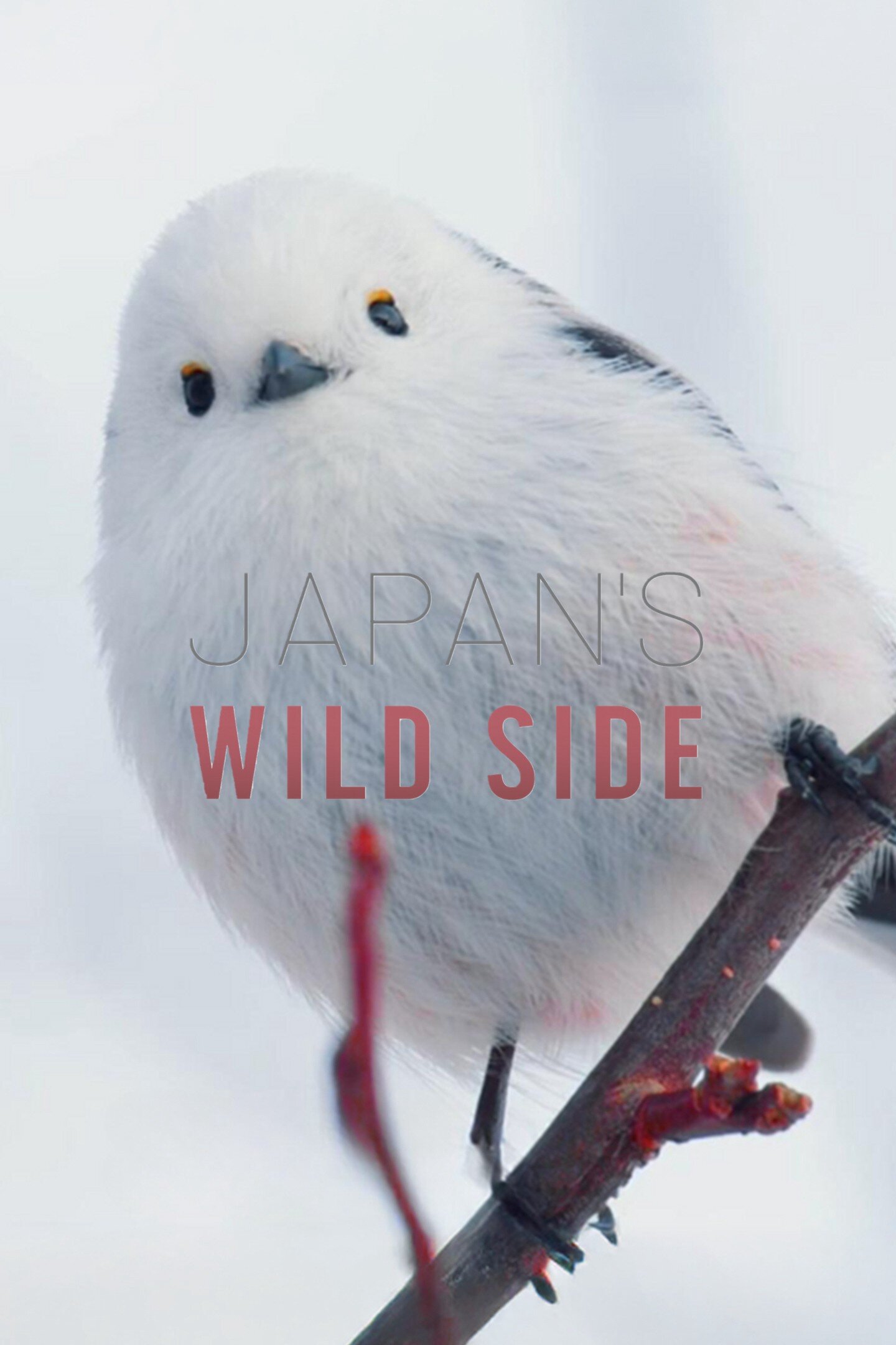 Japan's Wild Side ne zaman